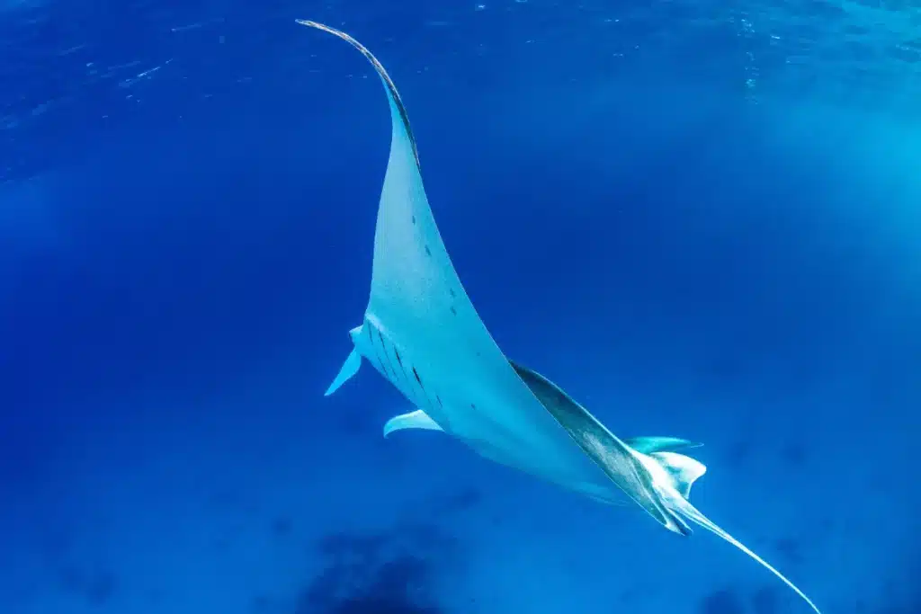 Méditerranée : l’apparition inquiétante de raies géantes qui n’annoncent rien de bon