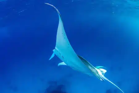 Méditerranée : l’apparition inquiétante de raies géantes qui n’annoncent rien de bon