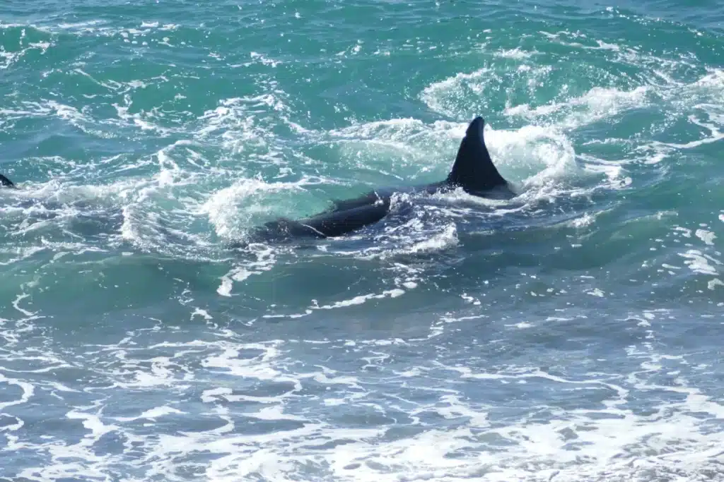Vacanciers sous le choc : un requin fonce sur sa proie à quelques mètres du rivage