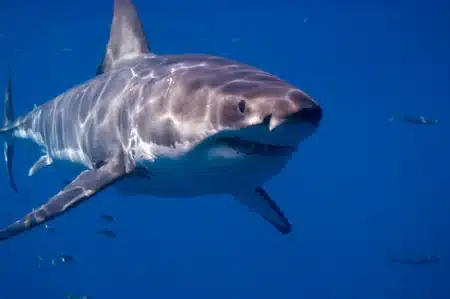 Du géant inoffensif au prédateur redouté : les 10 requins proches de nos côtes