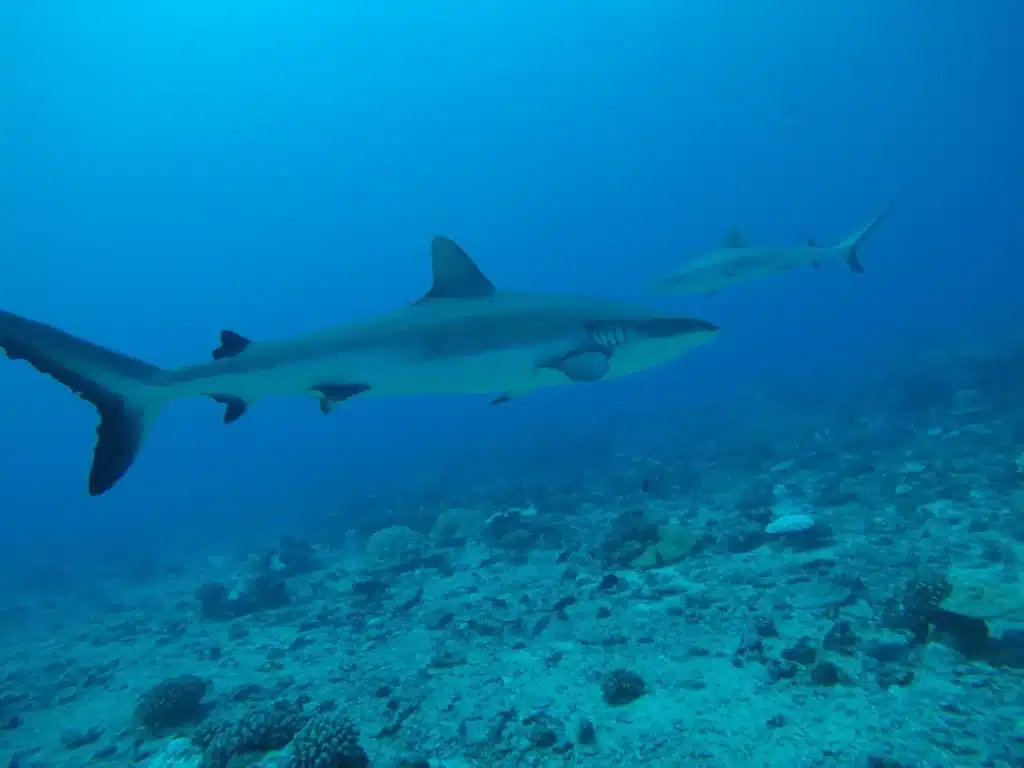 Panique sur l’Île de Ré : des requins rôdent à quelques mètres des baigneurs