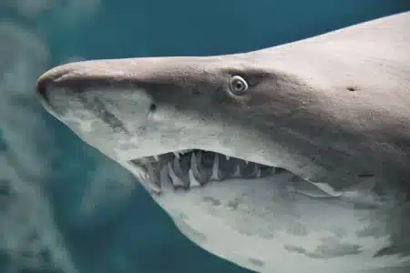 Des enfants nourris avec de la viande de requin menacé : le scandale qui secoue le Brésil