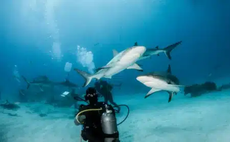 Il croyait vivre une sortie tranquille… un requin a failli lui coûter la vie