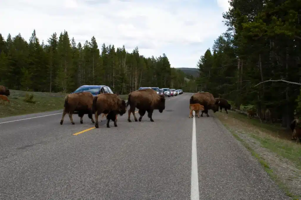 Fuite massive d’animaux à Yellowstone : simple migration… ou signe avant-coureur ?