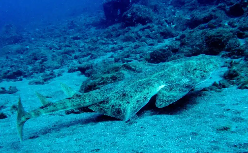 Frisson en haute mer : ce requin disparu depuis 40 ans réapparaît soudainement