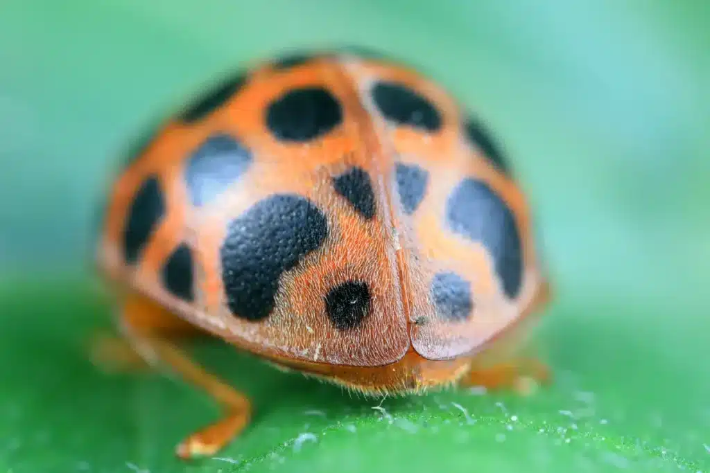 Panique outre-Manche : un insecte français colonise l’Angleterre à vitesse folle