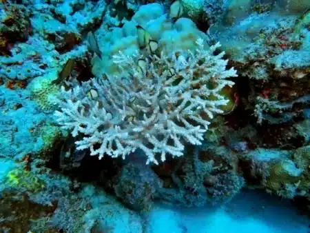 Grande Barrière de corail : un désastre écologique inédit en près de 40 ans