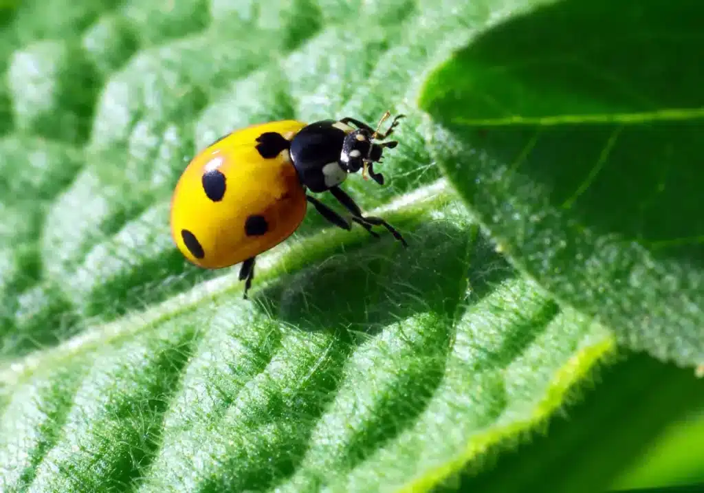 Un monde sans insectes ? La biodiversité s’éteint là où on pensait qu’elle était à l’abri