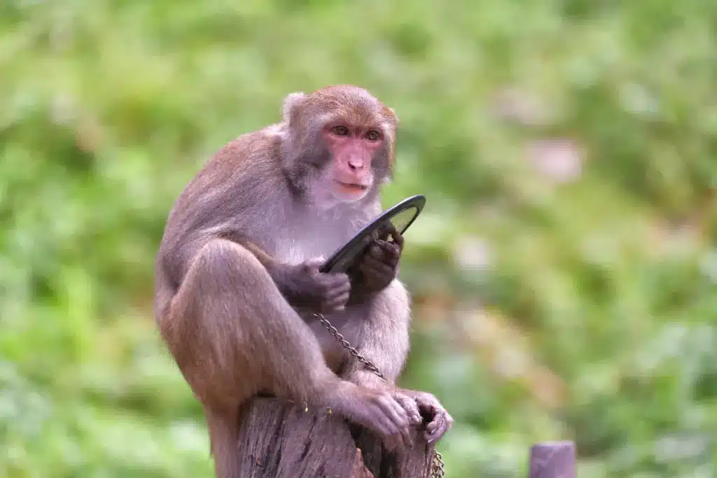 À Bali, les singes d’un temple piégent les touristes avec une technique de vol stupéfiante