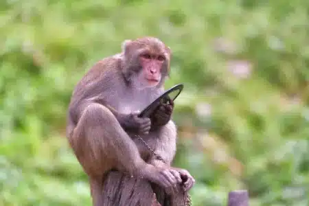 À Bali, les singes d’un temple piégent les touristes avec une technique de vol stupéfiante