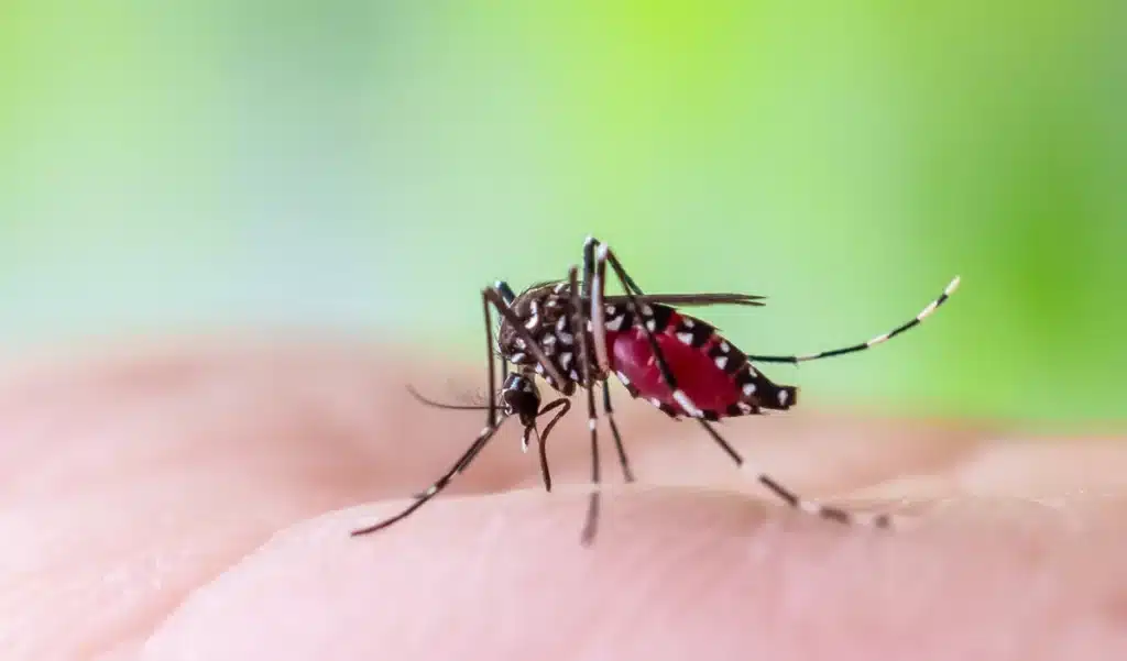 Non, Bill Gates n’a pas libéré 600.000 moustiques OGM en Autriche… voici la vérité