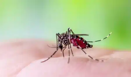 Non, Bill Gates n’a pas libéré 600.000 moustiques OGM en Autriche… voici la vérité