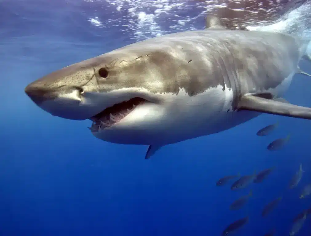 750 kg de terreur : ce requin blanc s’approche dangereusement des zones touristiques