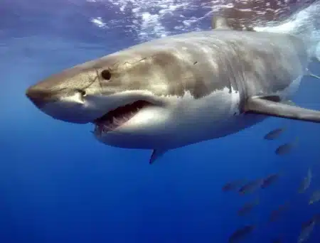 750 kg de terreur : ce requin blanc s’approche dangereusement des zones touristiques