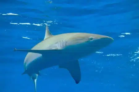 Australie : cette découverte qui pourrait enfin tenir les requins loin des surfeurs