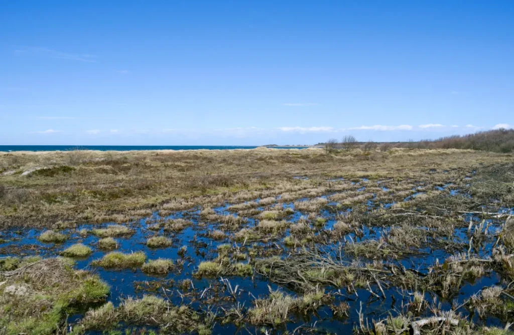 Pollution géante en mer : l’équivalent de 500 000 avions de sargasses dérive vers nous