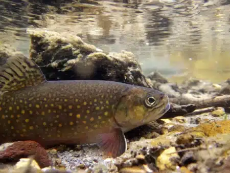 Un retour inattendu : un saumon réapparaît dans une rivière californienne après un siècle d’absence