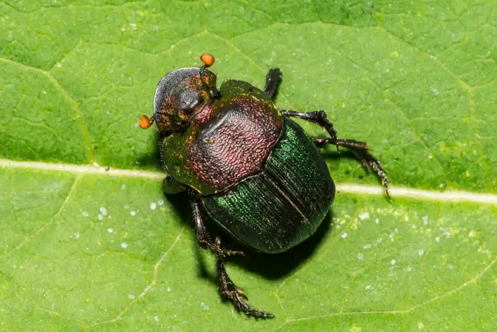 Un scarabée venu d’ailleurs menace nos jardins : la France en état d’alerte