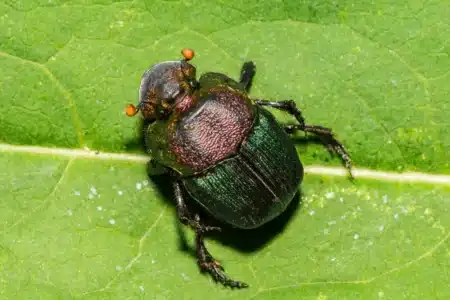 Un scarabée venu d’ailleurs menace nos jardins : la France en état d’alerte