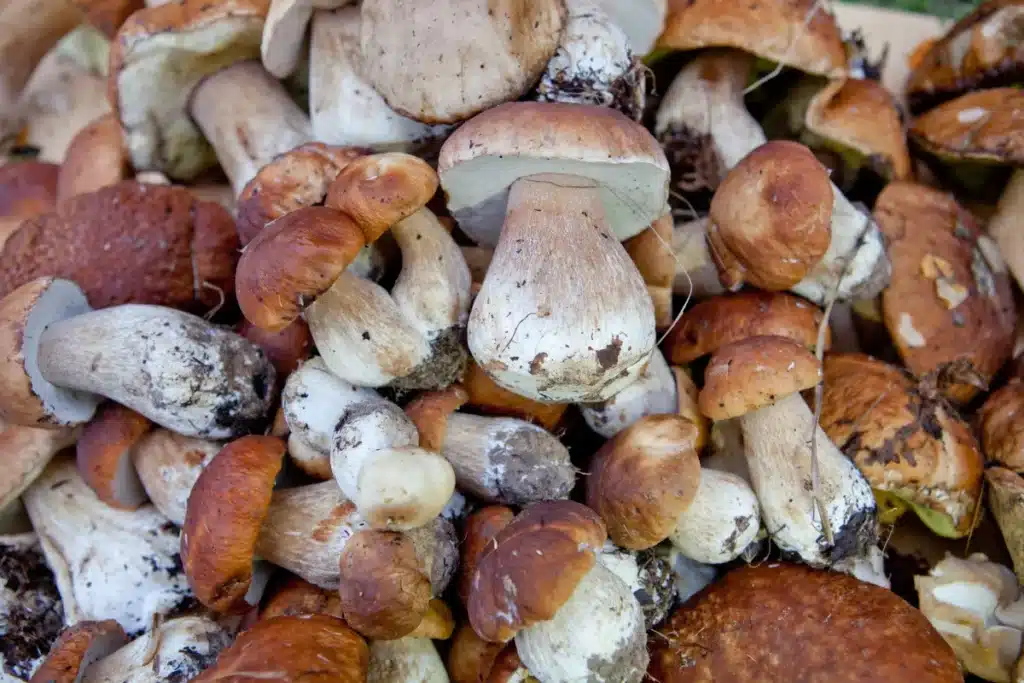 Tchernobyl : ce que des champignons viennent d’exposer sur la contamination du sol