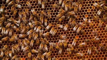 Ce que les scientifiques viennent de découvrir sur le pollen pourrait sauver les abeilles