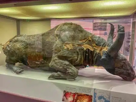 Ils osent manger un bison vieux de 50 000 ans… voici ce qui s’est passé