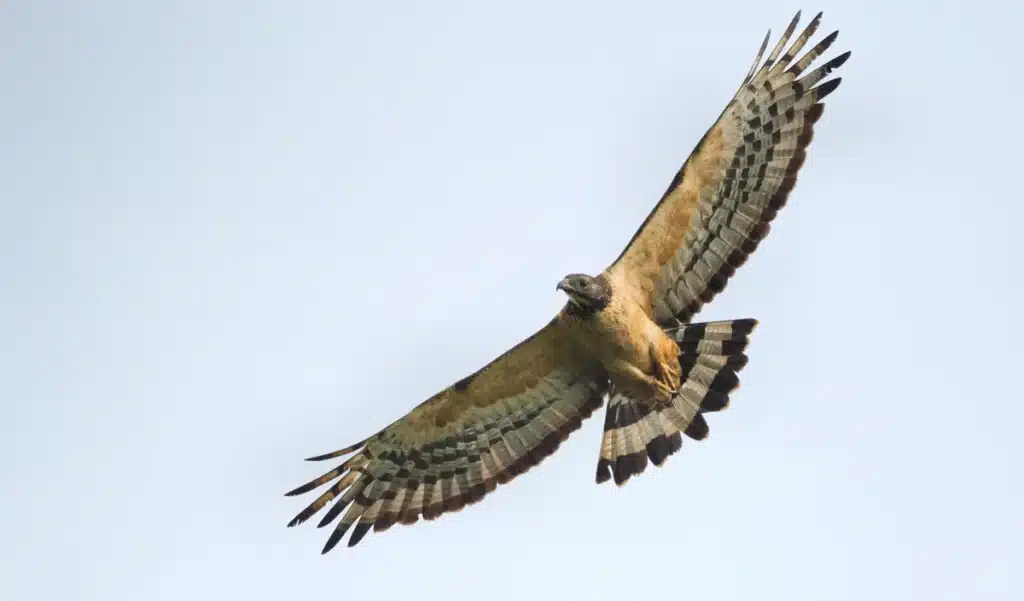 Ces deux oiseaux s’attaquent aux frelons asiatiques… et les résultats sont spectaculaires !