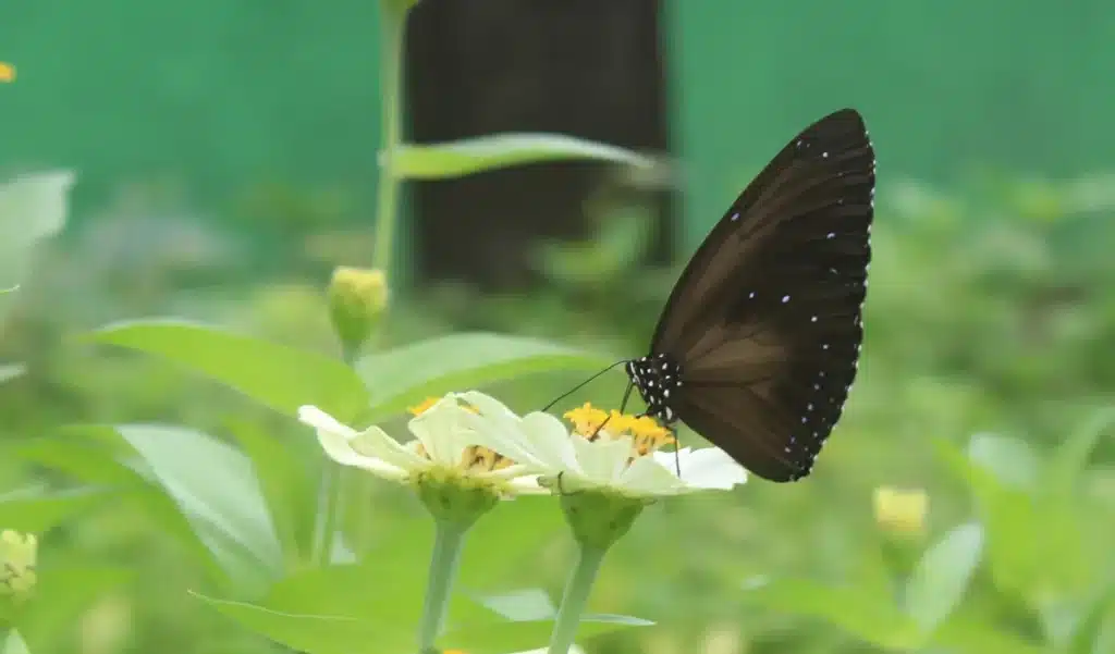 Ces papillons perdent leurs couleurs… et c’est à cause de nous