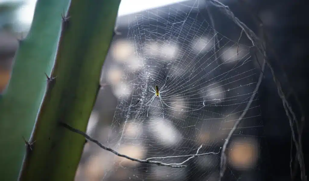 Les araignées envahissent nos maisons : une invasion automnale amplifiée