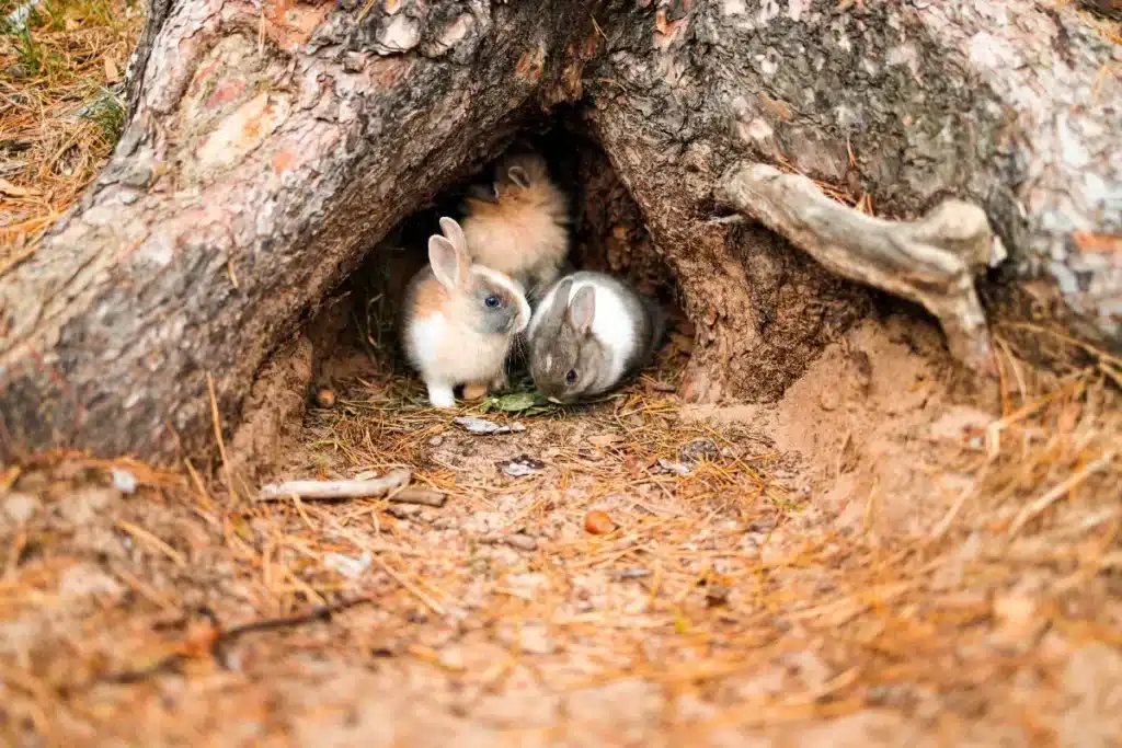 Des « lapins mutants » surgissent aux États-Unis : une menace inquiétante pour la nature ?