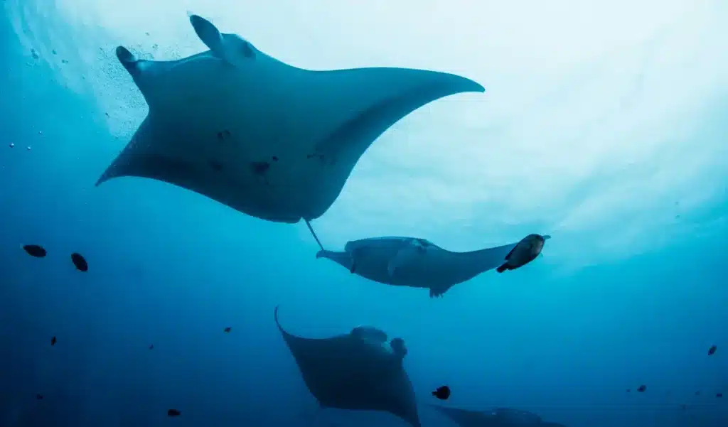 Des raies géantes surgissent en Méditerranée : les scientifiques tirent la sonnette d’alarme