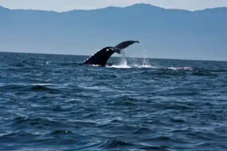 Réchauffement, pollution, disparition d’espèces : l'océan au bord du chaos total