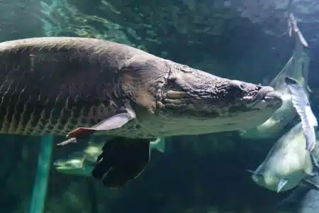 Un animal préhistorique refait surface au Japon et menace tout un écosystème