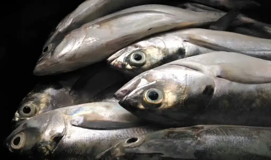 Océan en danger : la disparition du maquereau pourrait bouleverser toute la chaîne alimentaire