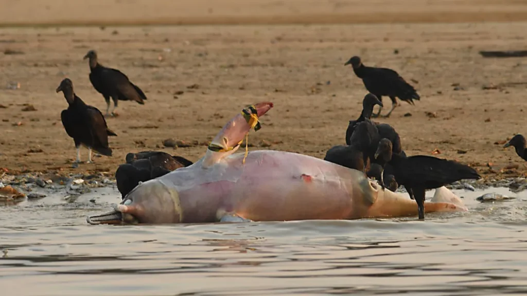 Canicule et eaux amazoniens réchauffées : un risque pour nos écosystèmes