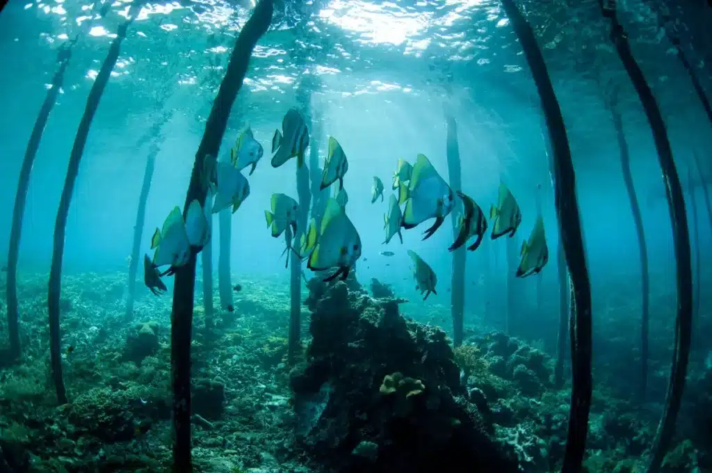 Le drame caché des océans : les forêts sous-marines s’éteignent, et la vie marine s’effondre
