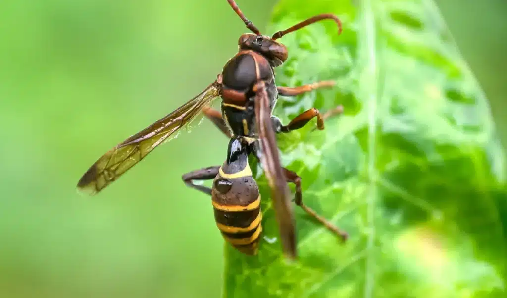 Il piège les frelons asiatiques avec leur propre ruse : la méthode choc d’un apiculteur