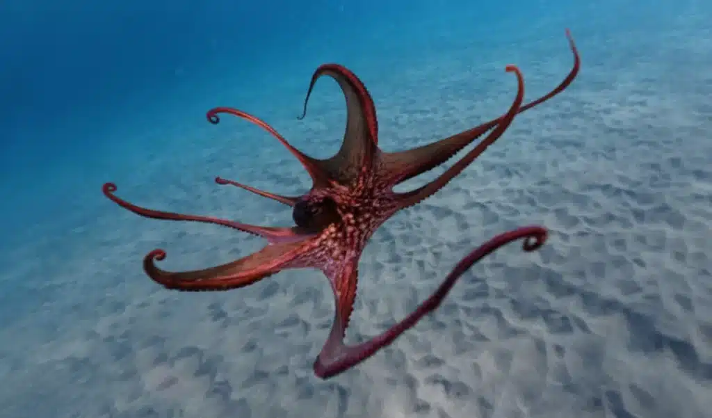 Panique sur les côtes anglaises : ce prédateur venu de la mer ravage tout et personne ne l’avait vu venir