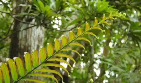 Une plante capable d’extraire les métaux mieux que les machines : miracle écologique ou bombe industrielle ?