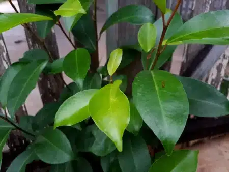 Vous pensiez qu’elle purifiait votre air ? Cette plante empoisonne en réalité votre salon