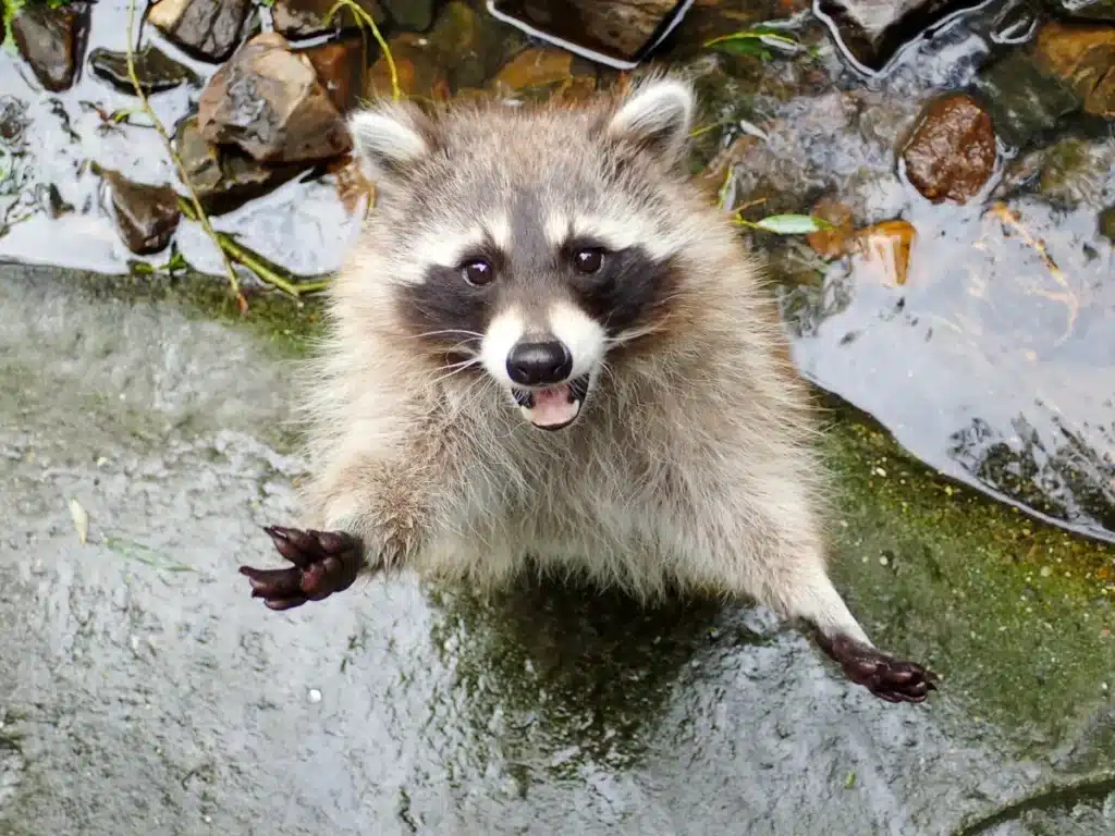 Il gagne du terrain à une vitesse folle : ce prédateur inquiète les scientifiques