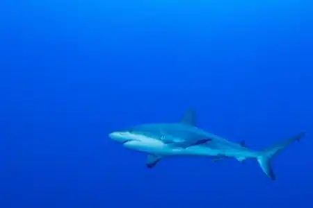 Panique sur la côte bretonne : un requin jamais vu en France capturé par hasard dans le Finistère