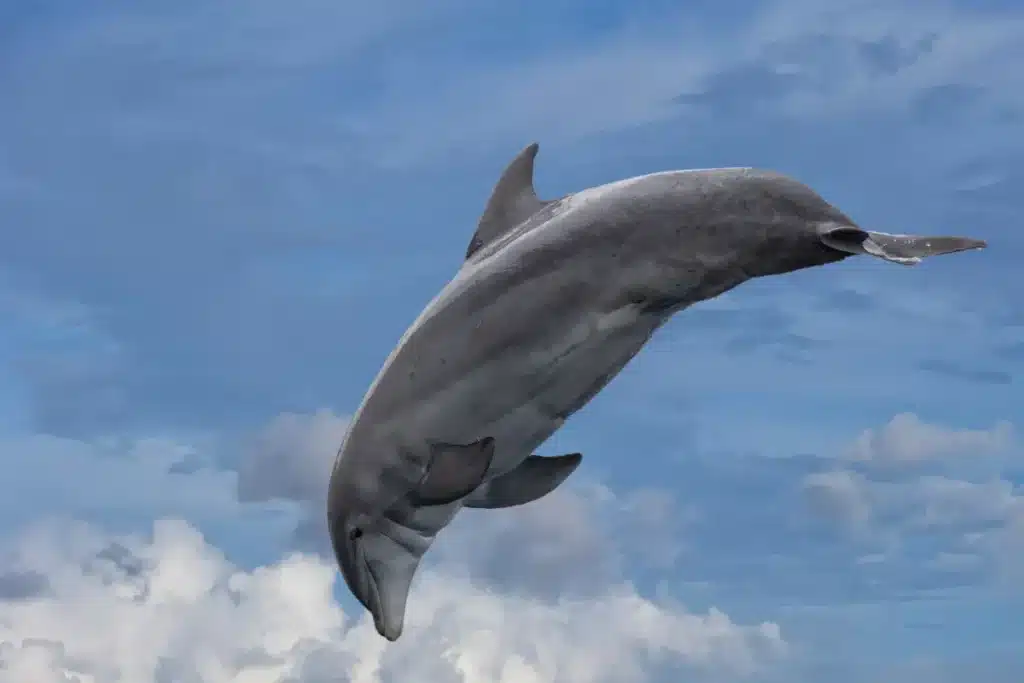 Ils ne reviendront jamais en arrière : la découverte choc sur l’évolution des orques et dauphins