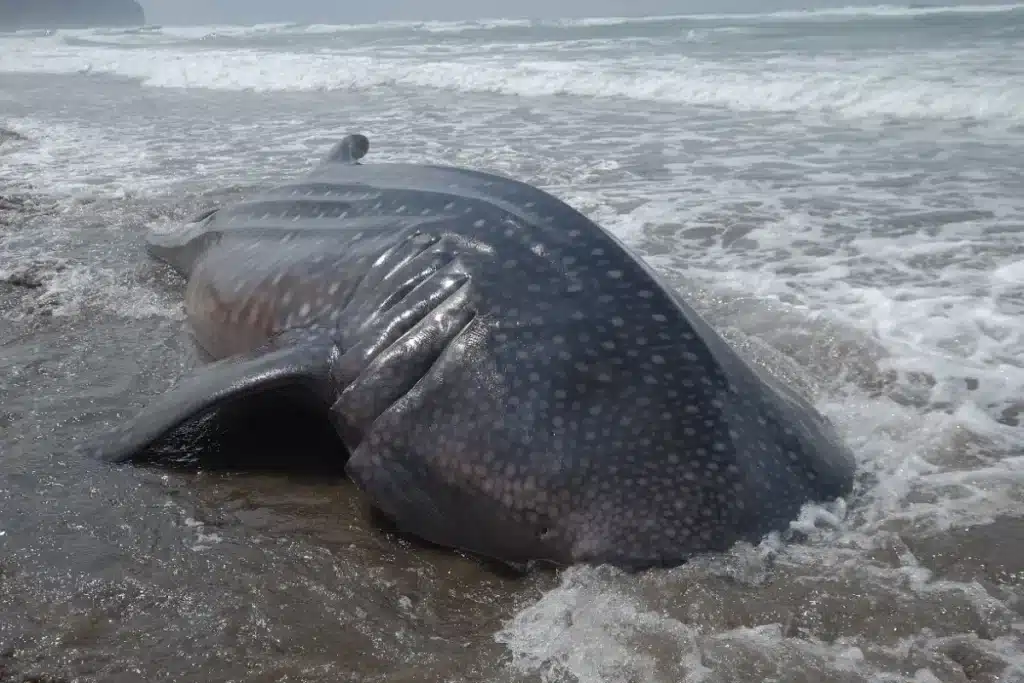 Océans en danger : la décision choc qui change enfin le sort de dizaines de requins et de raies