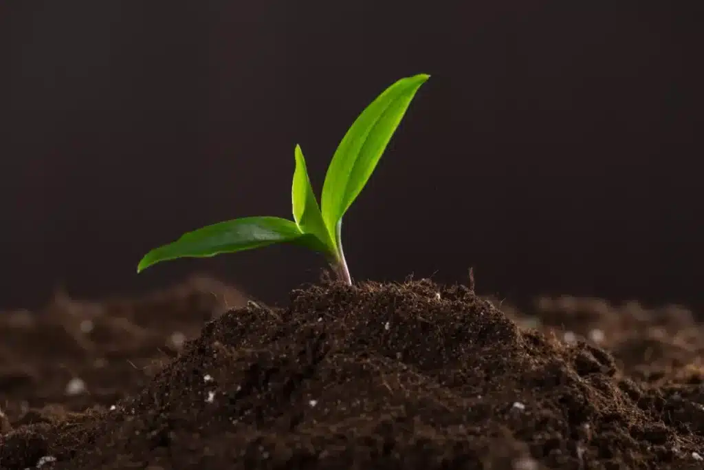Je ne jette plus jamais mon marc de café : l’astuce qui protège mes plantes tout l’hiver