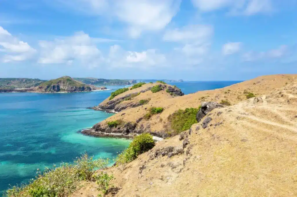 Ils ont éliminé 131 chats d’une île… et l’équilibre naturel s’est effondré de façon inattendue