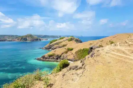 Ils ont éliminé 131 chats d’une île… et l’équilibre naturel s’est effondré de façon inattendue
