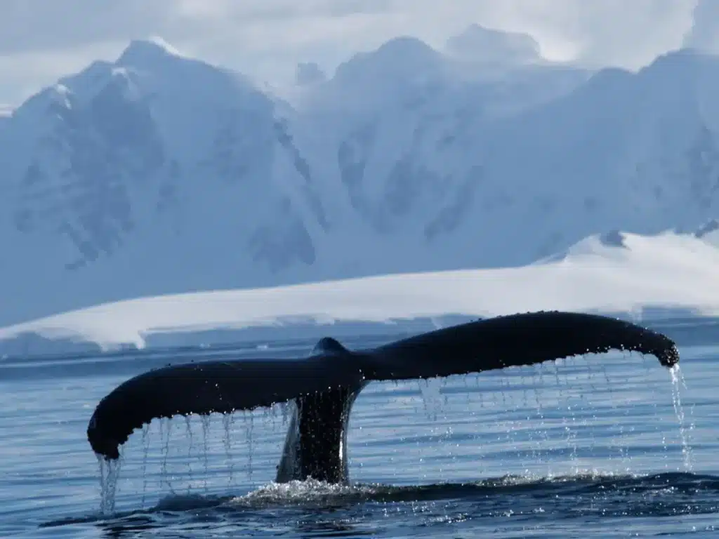 Une découverte abyssale à 4 000 mètres de profondeur inquiète les scientifiques sur l’avenir de nos côtes