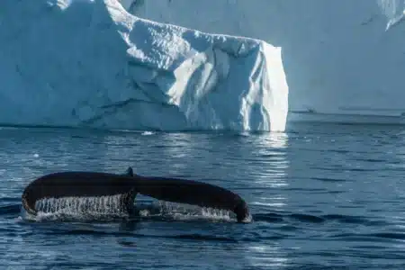 À 4 000 m de profondeur, une découverte terrifiante menace nos littoraux plus vite qu’on ne le croit