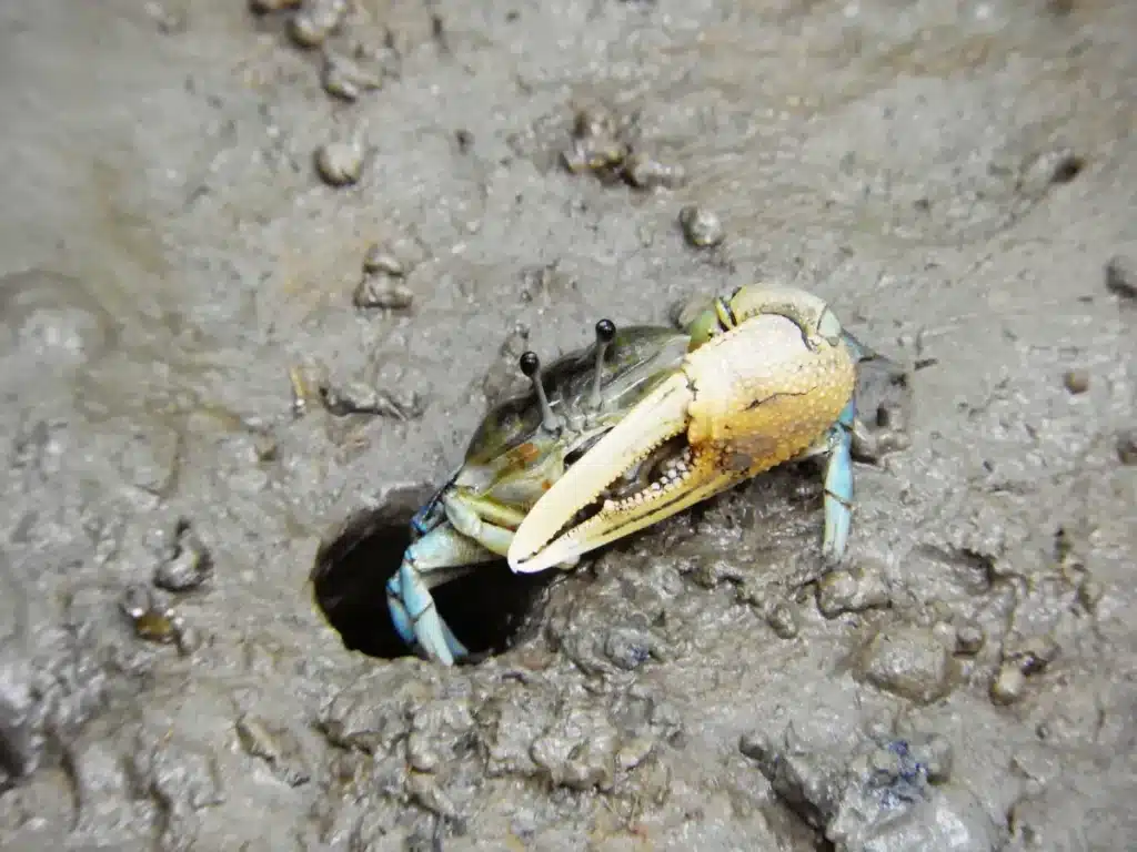 Les crabes violonistes avalent nos microplastiques… et le prix à payer inquiète